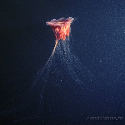 Фото Фотографии необычных водных обитателей (photo#74179)