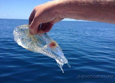 Фото Фотографии необычных водных обитателей (photo#74250)