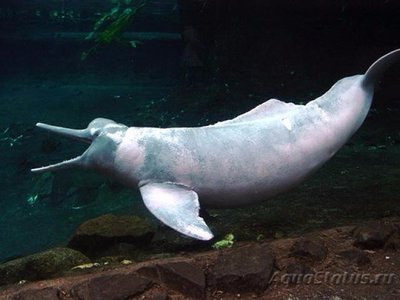 Фото Фотографии необычных водных обитателей (photo#74253)