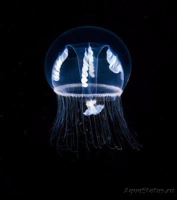 Фото Фотографии необычных водных обитателей (photo#74311)