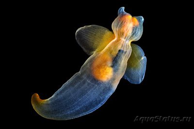 Фото Фотографии необычных водных обитателей (photo#74326)