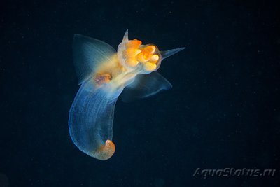 Фото Фотографии необычных водных обитателей (photo#74327)