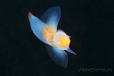 Фото Фотографии необычных водных обитателей (photo#74329)
