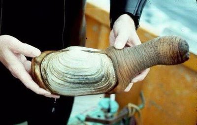 Фото Фотографии необычных водных обитателей (photo#74355)