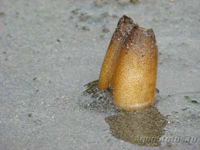 Фото Фотографии необычных водных обитателей (photo#74360)