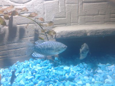 Фото Помогите определить пол гурами: самец или самка (photo#74368)