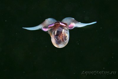 Фото Фотографии необычных водных обитателей (photo#74388)