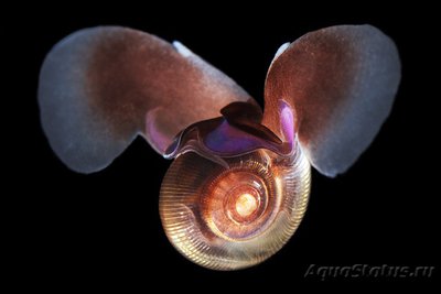 Фото Фотографии необычных водных обитателей (photo#74389)