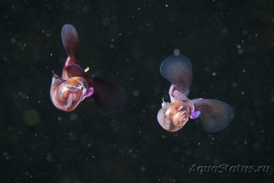 Фото Фотографии необычных водных обитателей (photo#74390)