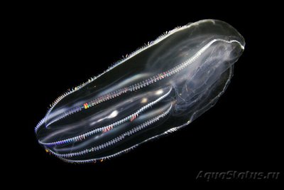 Фото Фотографии необычных водных обитателей (photo#74392)