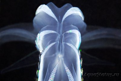 Фото Фотографии необычных водных обитателей (photo#74394)