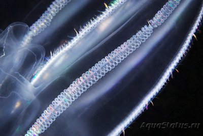 Фото Фотографии необычных водных обитателей (photo#74395)