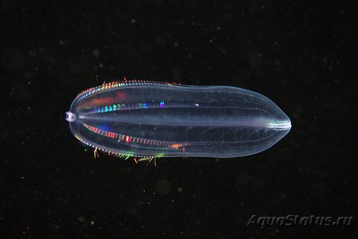 Фото Фотографии необычных водных обитателей (photo#74396)