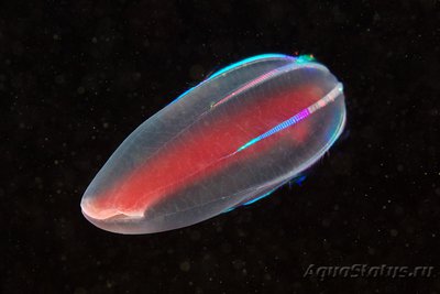 Фото Фотографии необычных водных обитателей (photo#74397)