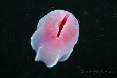 Фото Фотографии необычных водных обитателей (photo#74398)