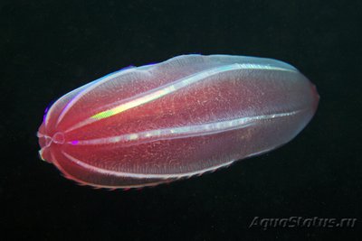 Фото Фотографии необычных водных обитателей (photo#74399)