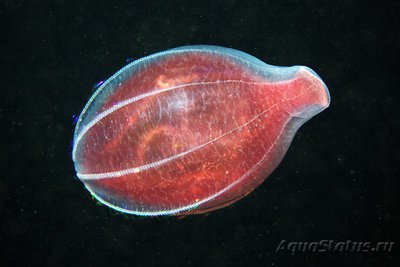 Фото Фотографии необычных водных обитателей (photo#74400)