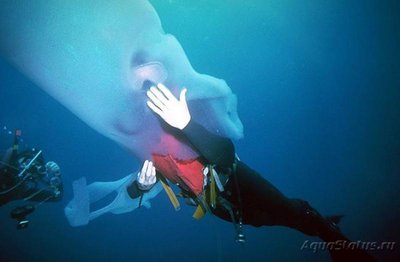 Фото Фотографии необычных водных обитателей (photo#74473)