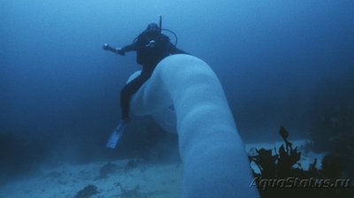 Фото Фотографии необычных водных обитателей (photo#74475)
