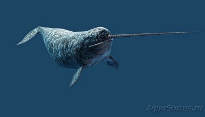 Фото Фотографии необычных водных обитателей (photo#74541)
