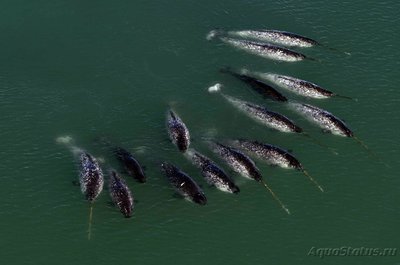 Фото Фотографии необычных водных обитателей (photo#74543)