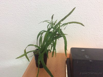 Опознание аквариумных растений