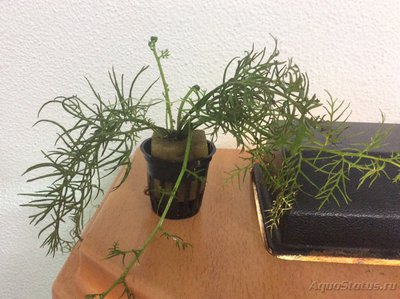 Опознание аквариумных растений