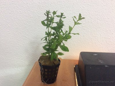 Опознание аквариумных растений