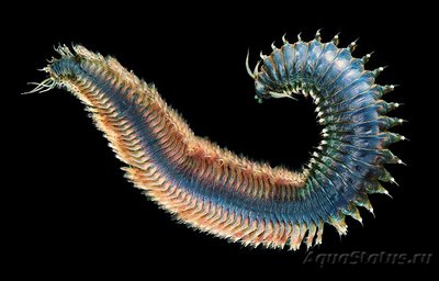 Фото Фотографии необычных водных обитателей (photo#74558)