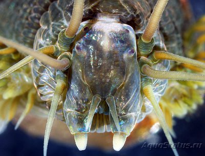 Фото Фотографии необычных водных обитателей (photo#74559)