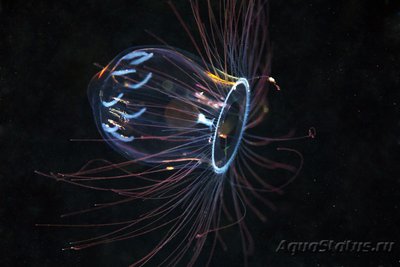 Фото Фотографии необычных водных обитателей (photo#74598)