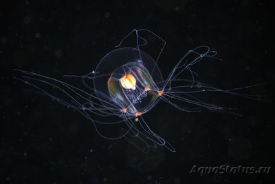 Фото Фотографии необычных водных обитателей (photo#74600)
