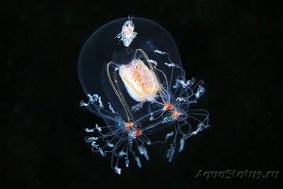 Фото Фотографии необычных водных обитателей (photo#74601)