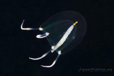 Фото Фотографии необычных водных обитателей (photo#74602)