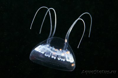 Фото Фотографии необычных водных обитателей (photo#74606)