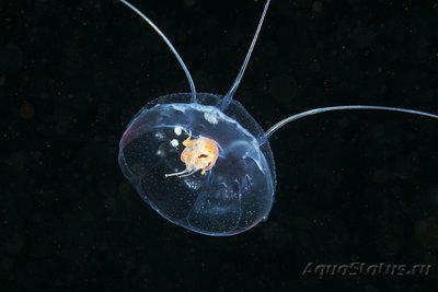 Фото Фотографии необычных водных обитателей (photo#74607)