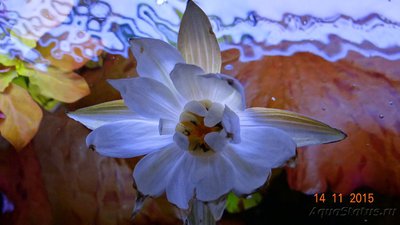 Аквариум новичка 330 литров (Максимус)