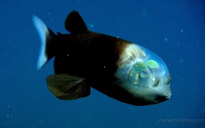 Фото Фотографии необычных водных обитателей (photo#74813)