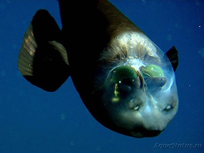 Фото Фотографии необычных водных обитателей (photo#74814)