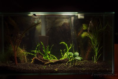 Аквариум FLuval edge 23 литра (zeus1981)