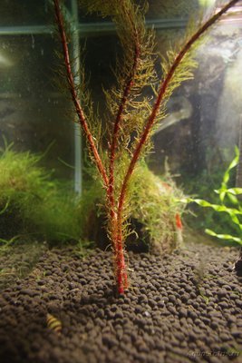 Аквариум FLuval edge 23 литра (zeus1981)
