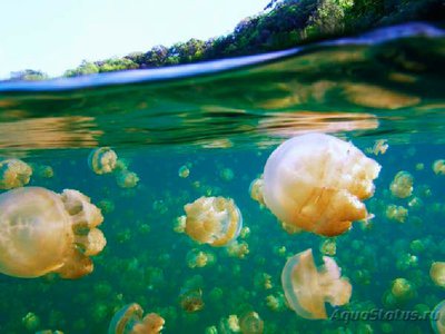 Фото Фотографии необычных водных обитателей (photo#74902)