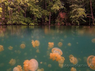 Фото Фотографии необычных водных обитателей (photo#74903)