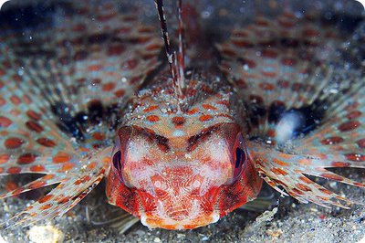 Фото Фотографии необычных водных обитателей (photo#74982)