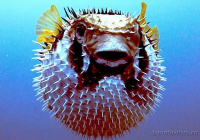 Фото Фотографии необычных водных обитателей (photo#74984)
