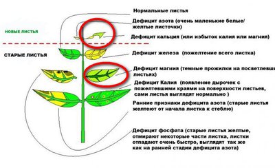 Признаки недостатка микроэлементов в растениях