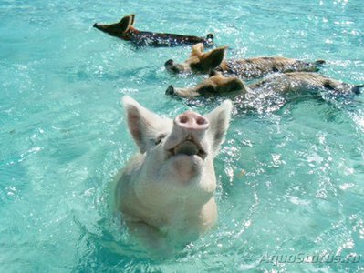 Фото Фотографии необычных водных обитателей (photo#75151)