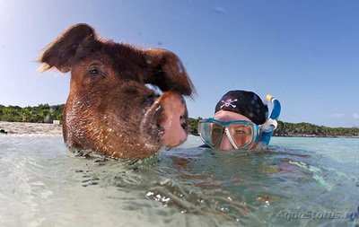 Фото Фотографии необычных водных обитателей (photo#75152)