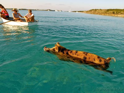 Фото Фотографии необычных водных обитателей (photo#75154)