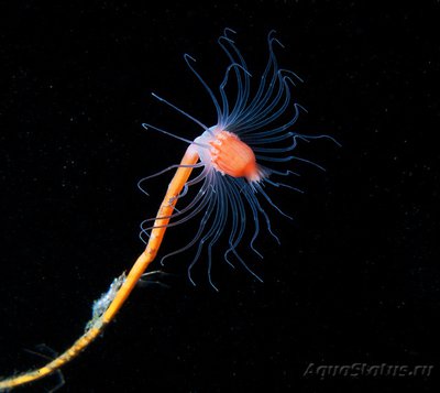 Фото Фотографии необычных водных обитателей (photo#75158)